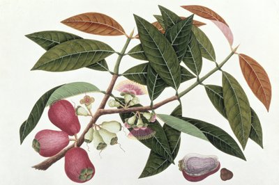 Jamboo Telore Mera or Eugenia Malacceusis, from Drawings of Plants from Malacca, c.1805-18 by Chinese School